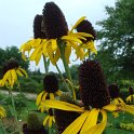 Rudbeckia maxima fleur